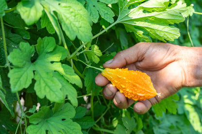 TEAYA! FEY ASOWOSI (Asosi) - CERASEE LEAVES - BITTER MELON - Momordica charantia | 0.50 OZ